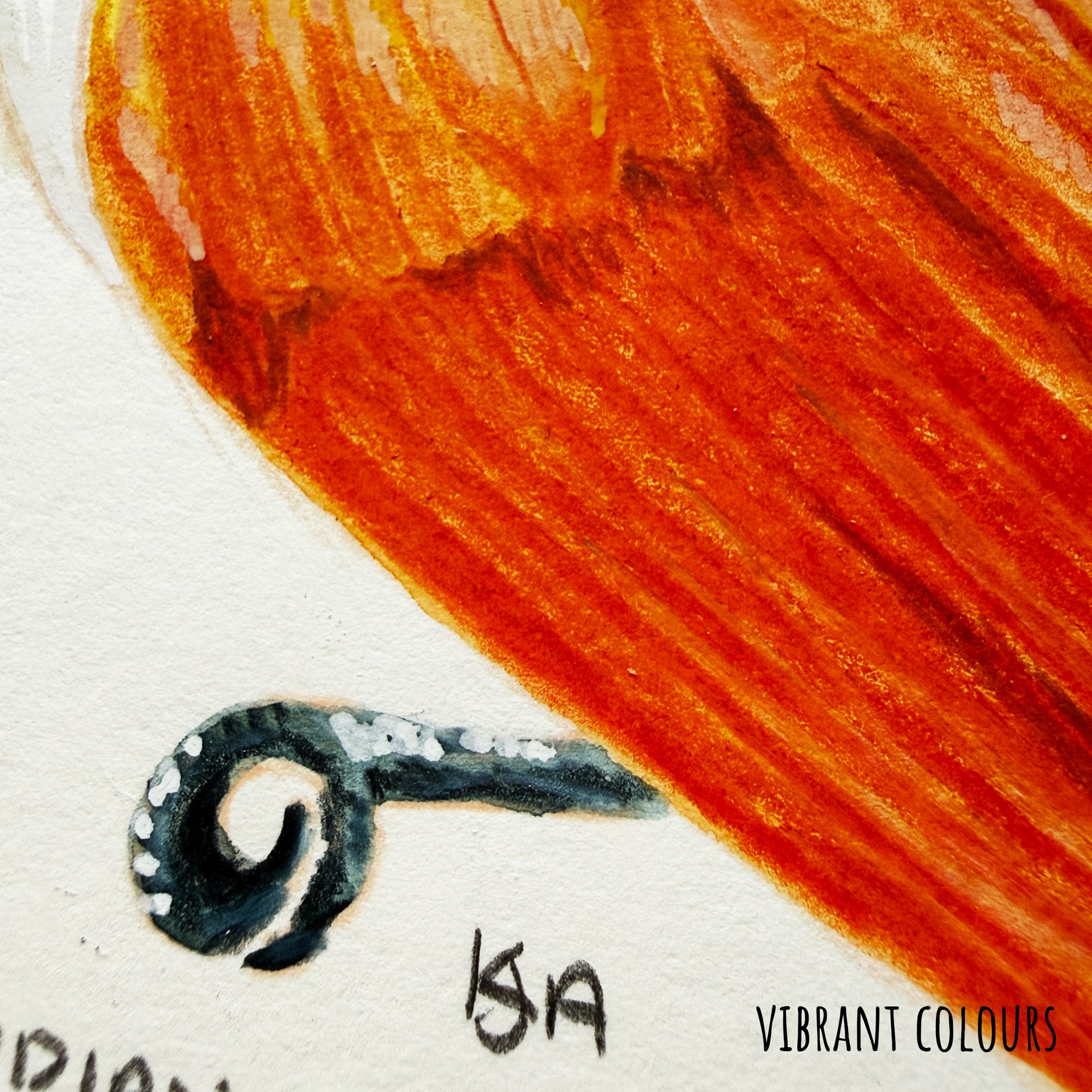 Close-up of a stylised Indian paradise flycatcher bird illustration on smooth textured paper with text indicating vibrant colours.
