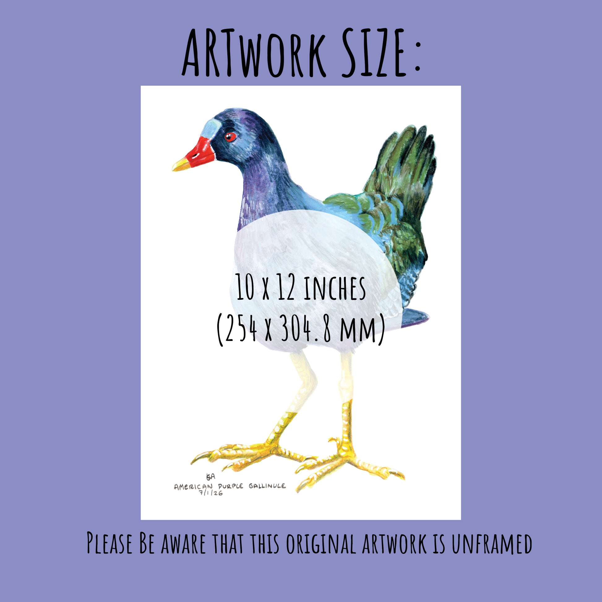 Colourful American Purple Gallinule bird illustration with dimensions 10x12 inches on a purple background