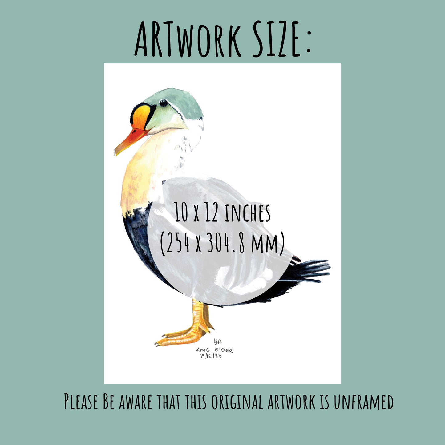 Artwork of a King Eider Duck with dimensions 10 x 12 inches on a light green background.