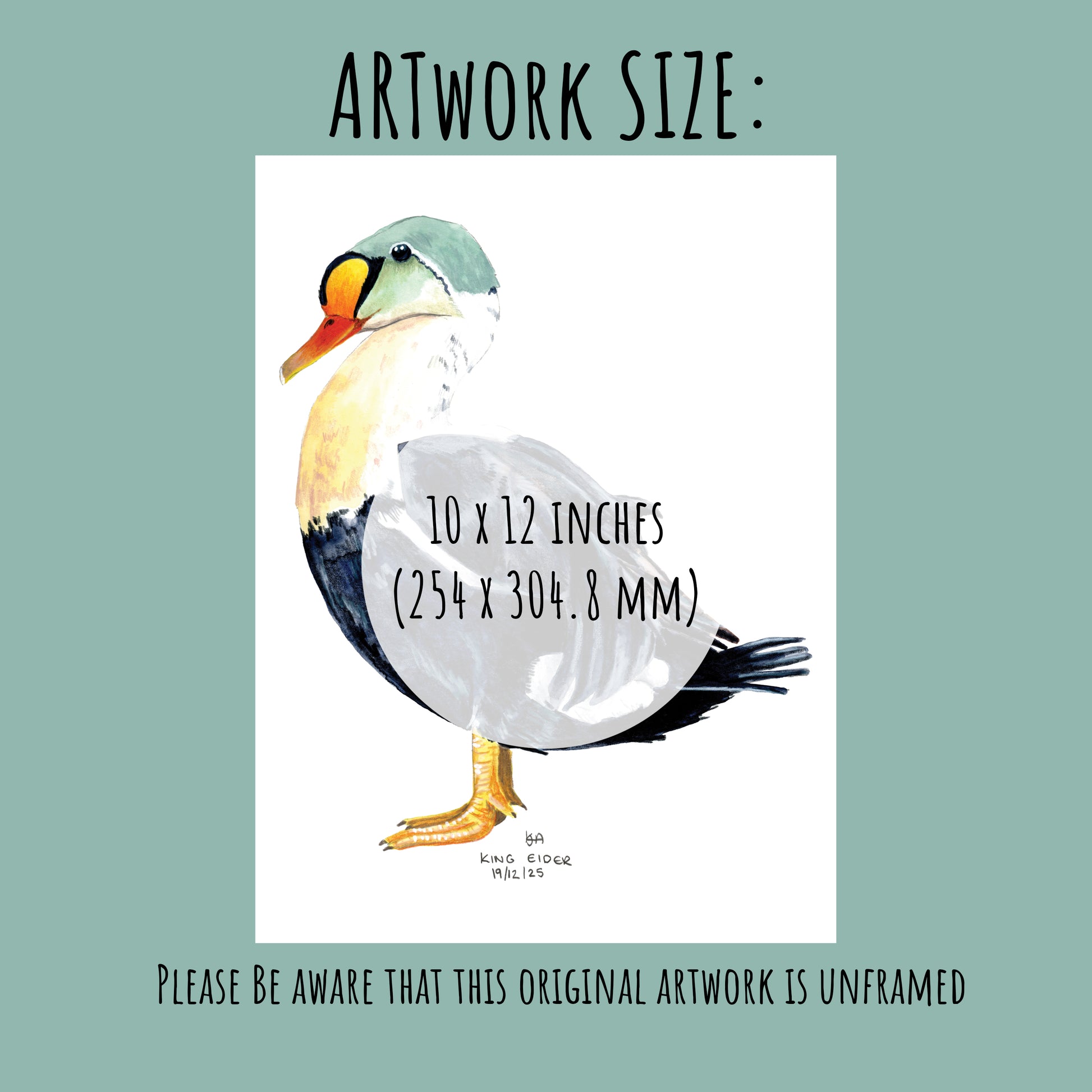 Artwork of a King Eider Duck with dimensions 10 x 12 inches on a light green background.