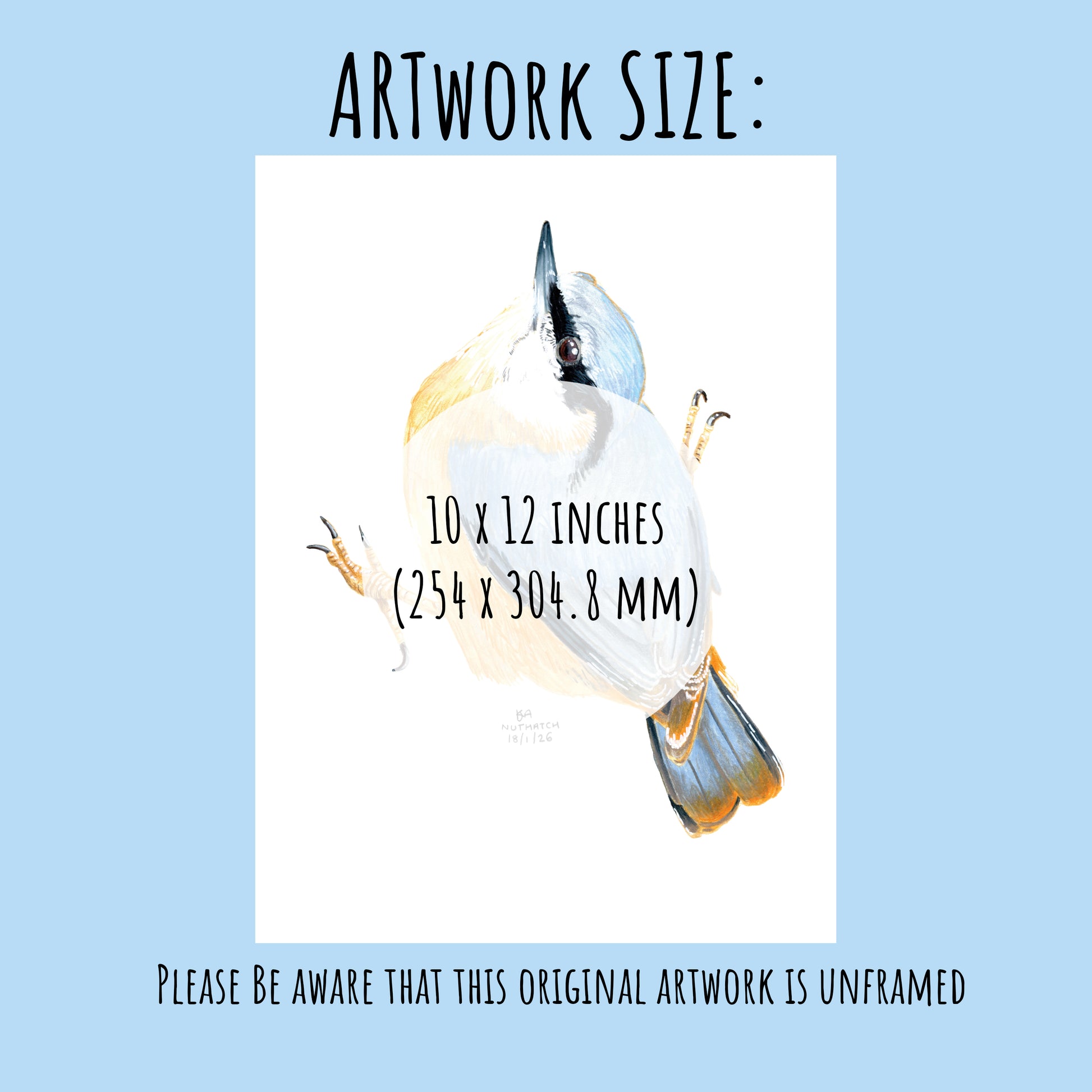 Artwork of a nuthatch bird with dimensions 10 x 12 inches on a light blue background.