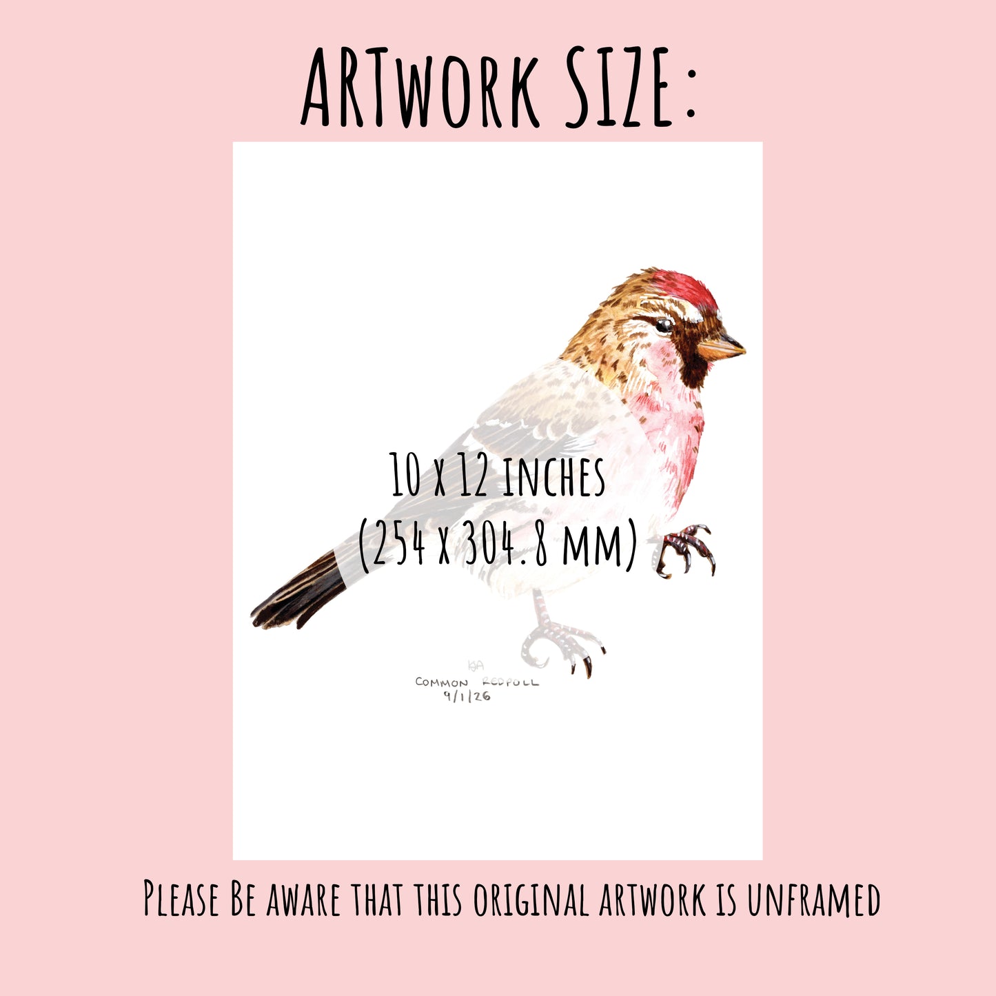 common redpoll Bird illustration on a pink background with artwork size information 10 x 12.