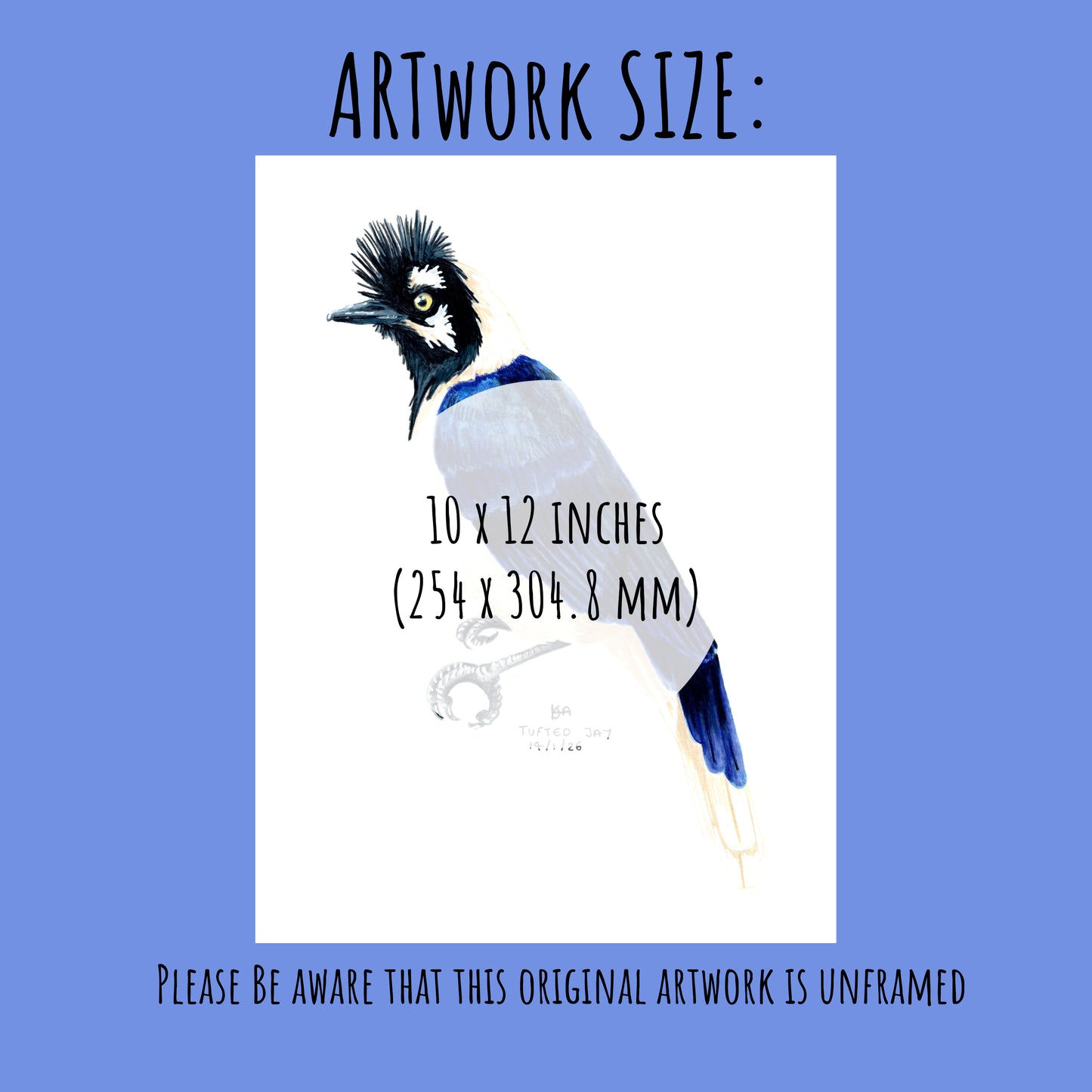 Artwork of a Tufted jay bird with dimensions 10 x 12 inches on a blue background.
