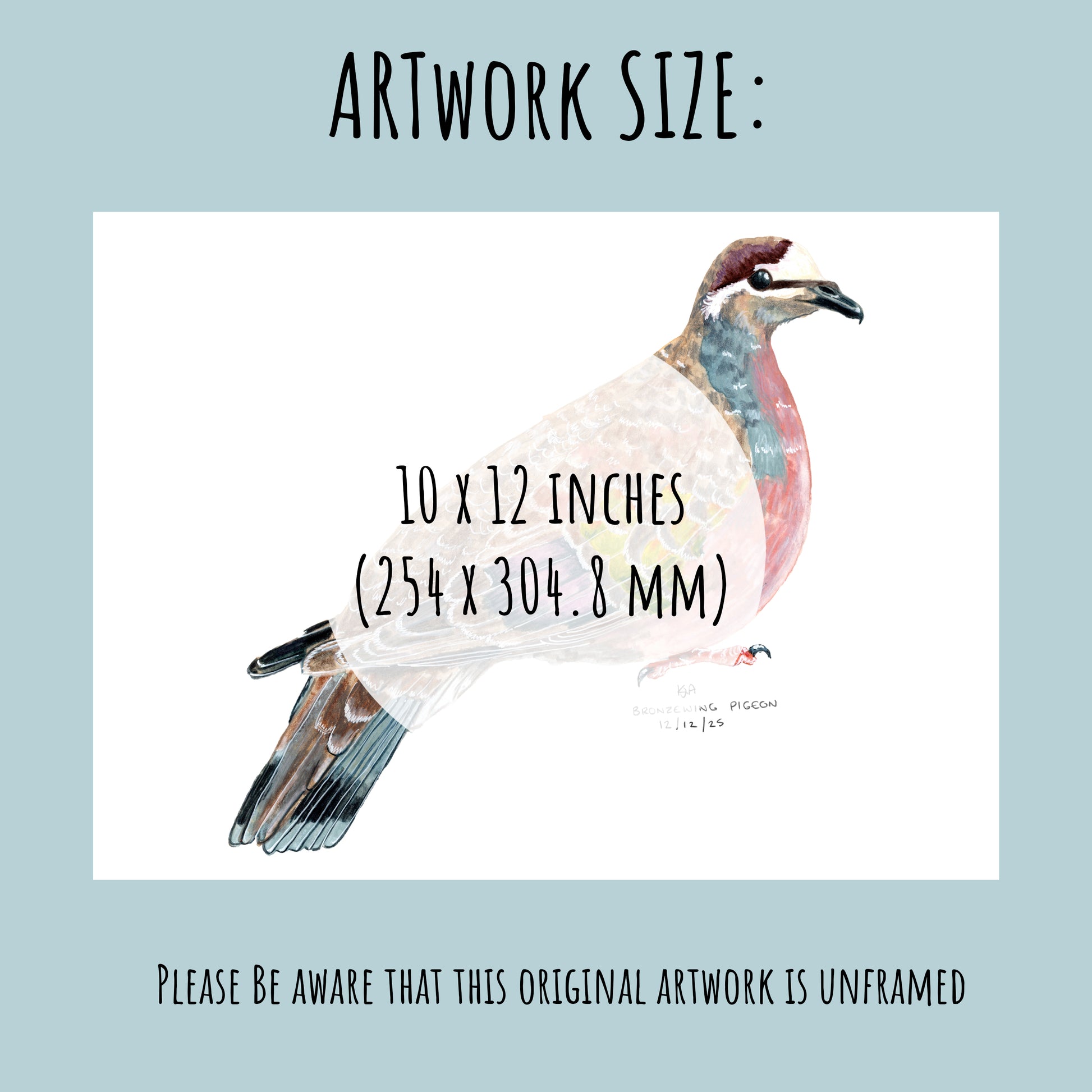 Artwork of a bronzewing dove bird with dimensions 10 x 12 inches on a light blue background.