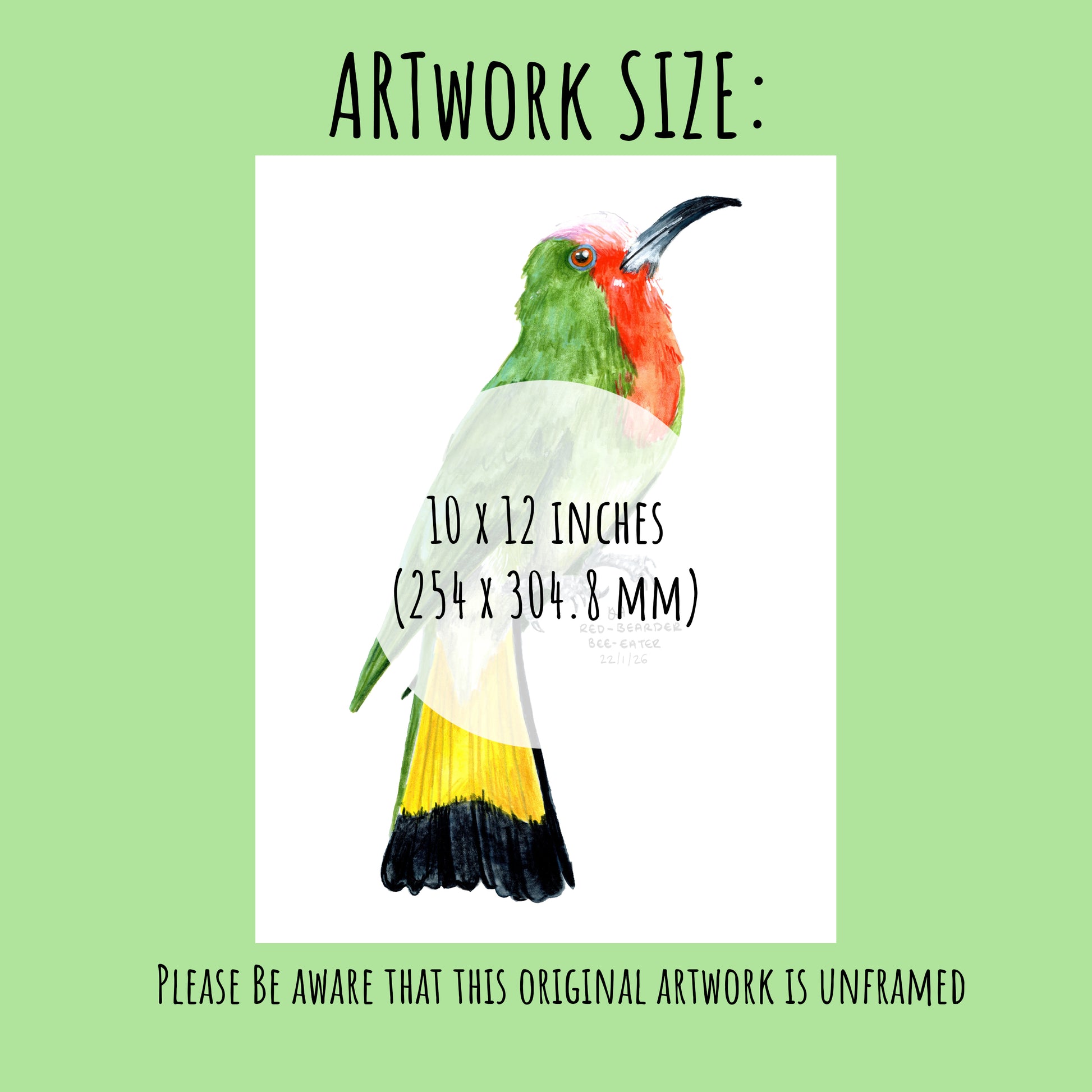 Colourful red-bearded bee-eater bird illustration with dimensions (10 x 12 inches) on a green background