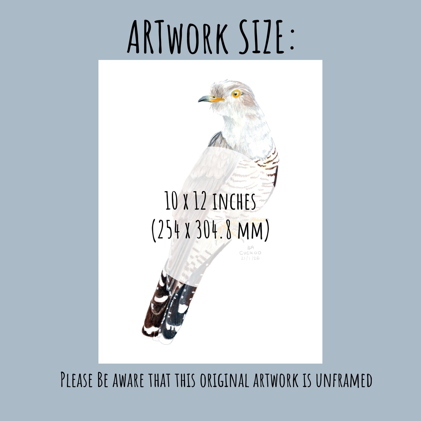 Cuckoo Bird illustration with dimensions 10 x 12 inches on a light grey background