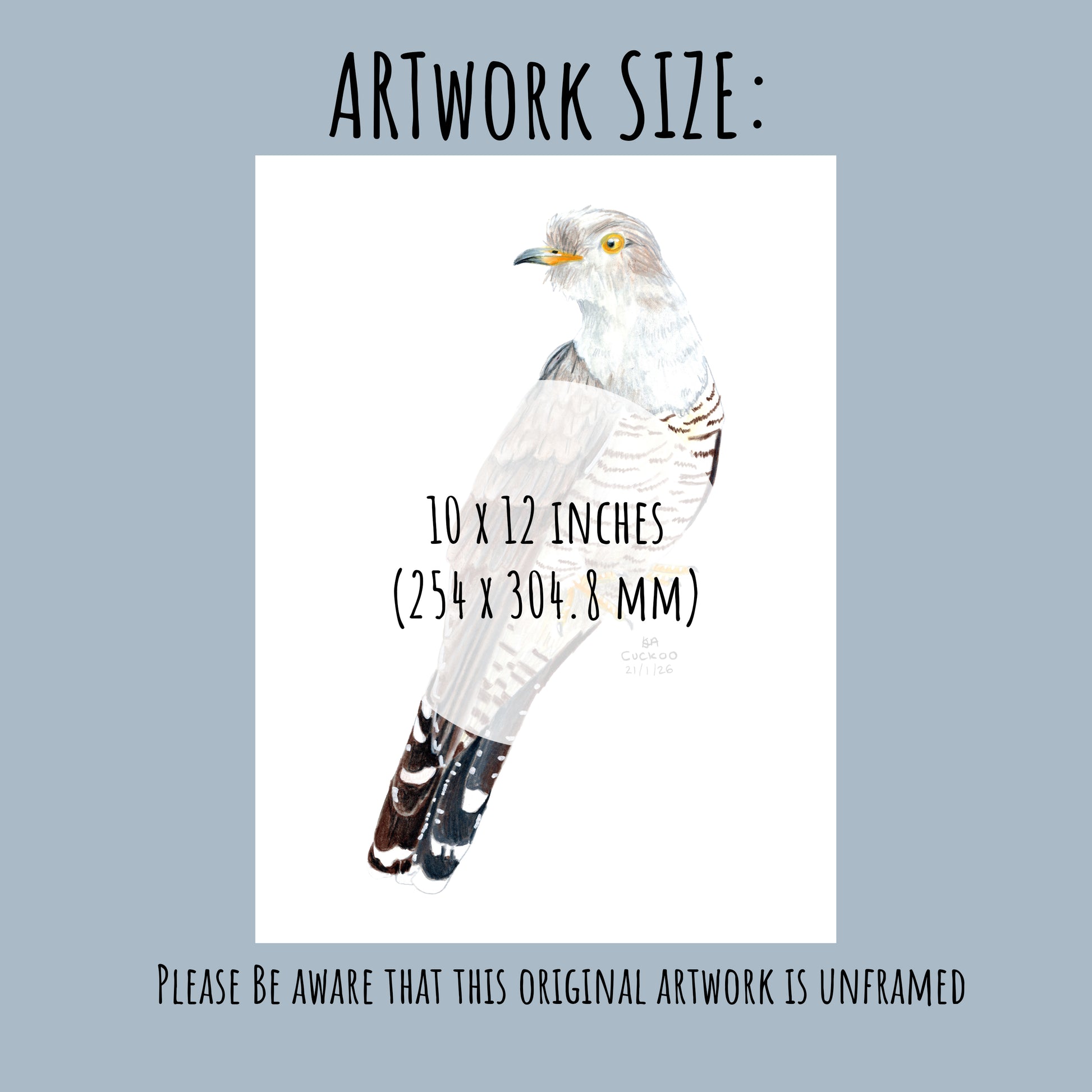 Cuckoo Bird illustration with dimensions 10 x 12 inches on a light grey background