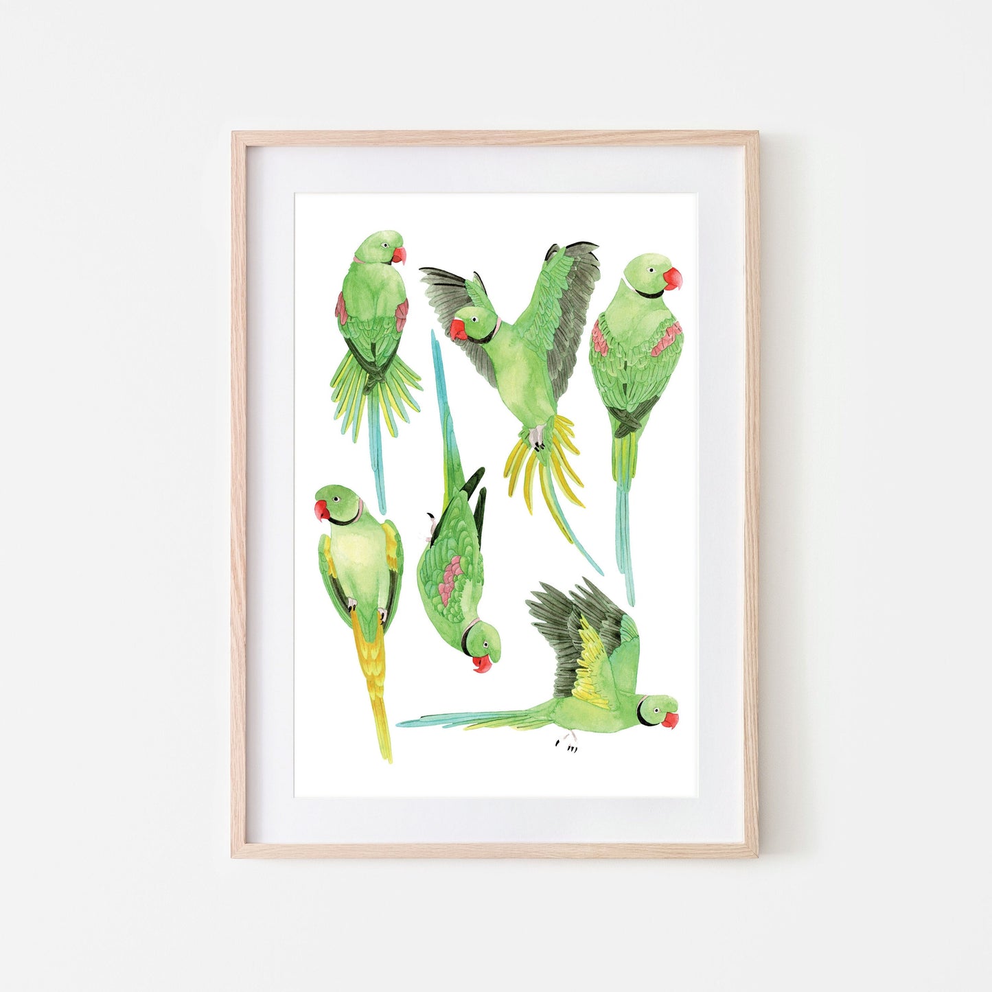 Green Indian Ringneck Parakeet Art Print - Unframed A4 Exotic Bird Illustration