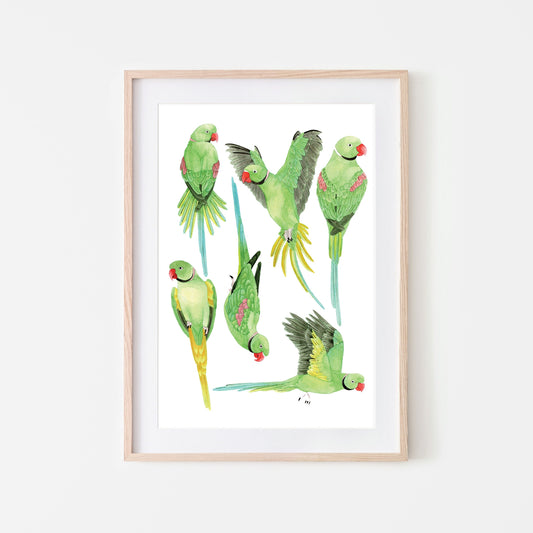 Green Indian Ringneck Parakeet Art Print - Unframed A4 Exotic Bird Illustration