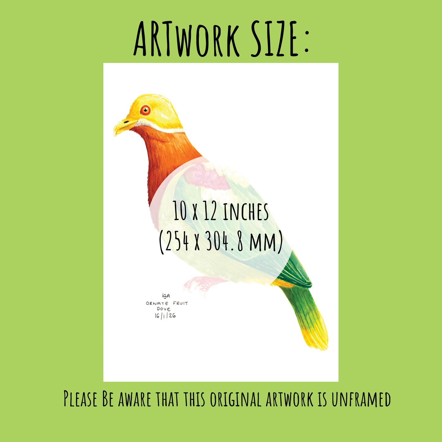 Colourful ornate fruit dove bird illustration with dimensions on a green background (10 x 12 inches)