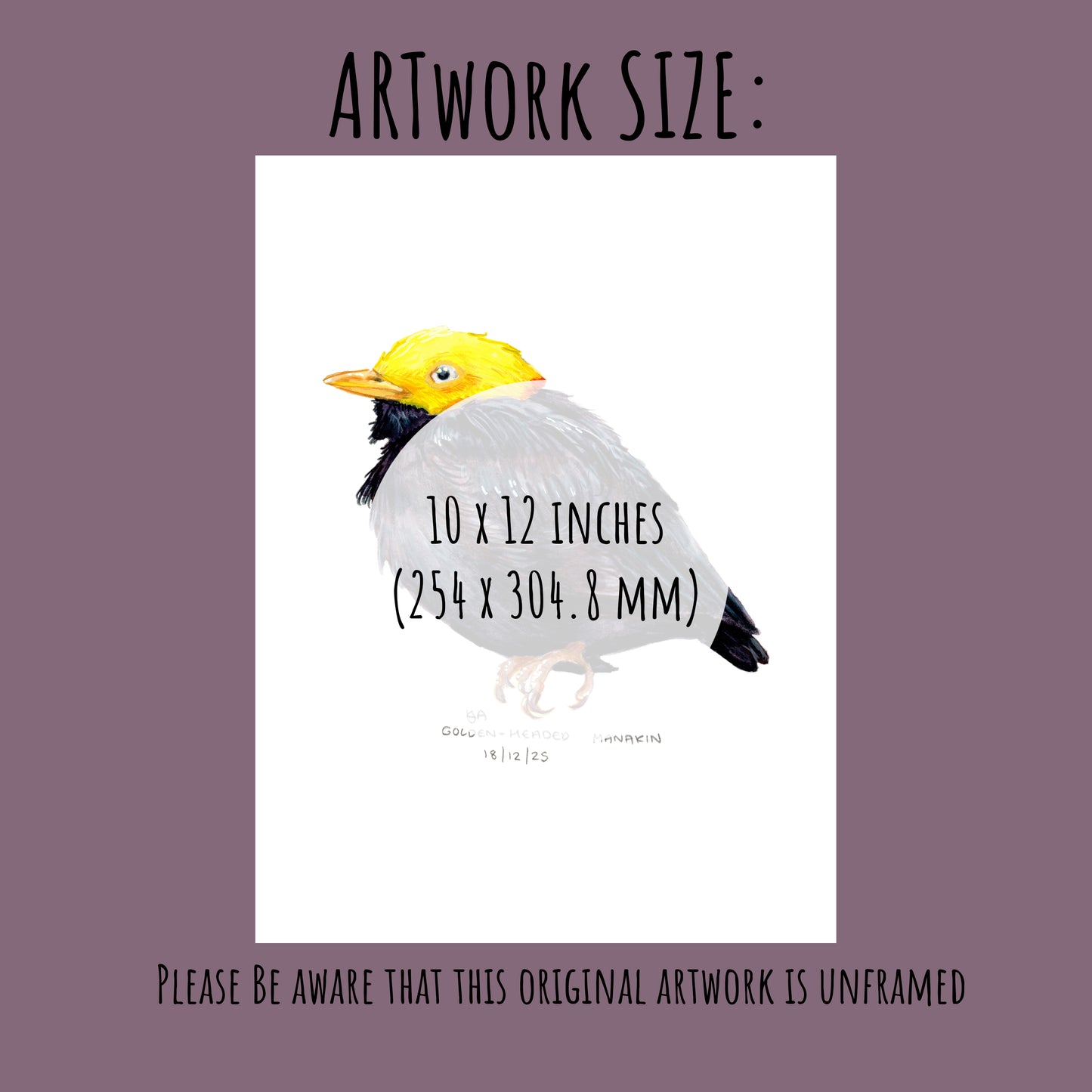 Golden-Headed Manakin bird illustration with dimensions 10 x 12  on a purple background