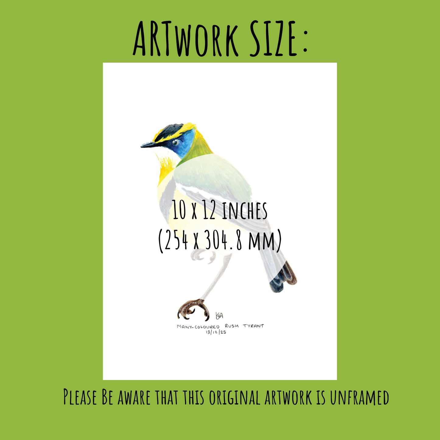 Artwork of a Many-coloured Rush Tyrant bird with dimensions 10 x 12 inches on a green background