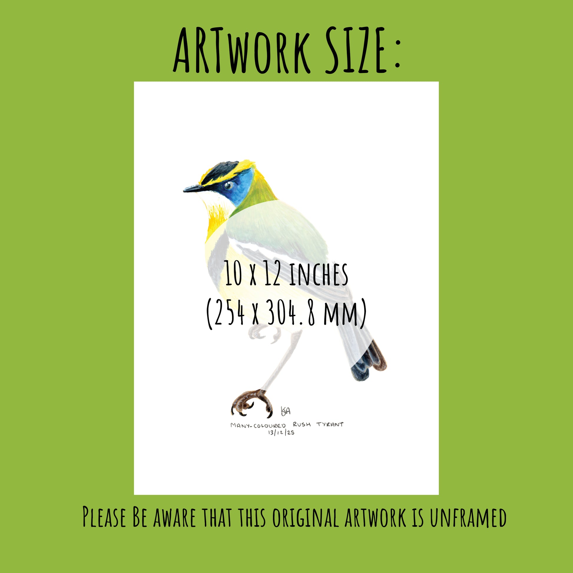 Artwork of a Many-coloured Rush Tyrant bird with dimensions 10 x 12 inches on a green background