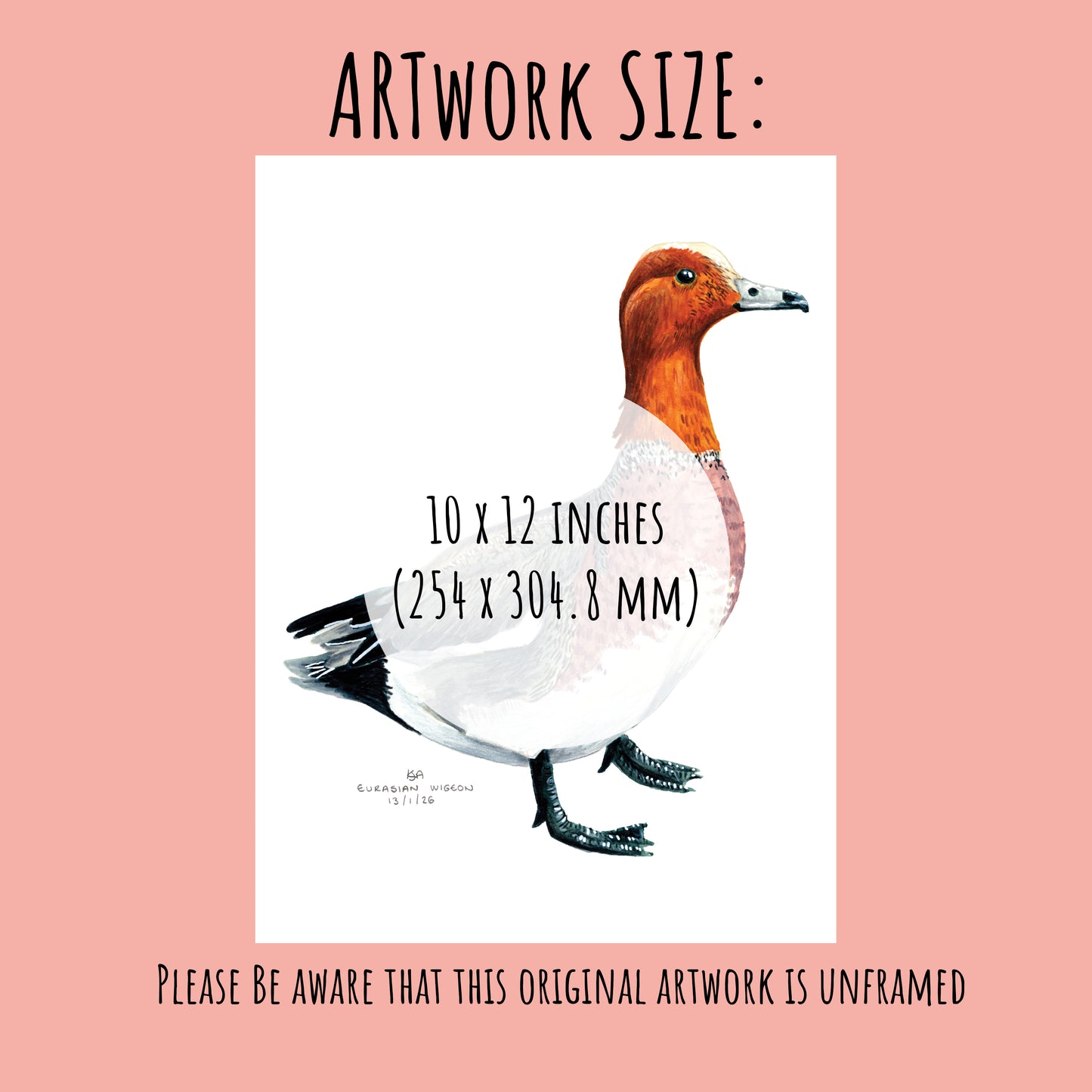 Illustration of a Wigeon duck on a pink background with text about artwork size, which is 10 x 12 inches.