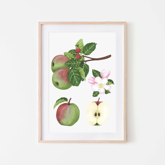 A framed art print featuring a botanical illustration of apples, including the fruit, flowers, branches, and leaves on a white background.