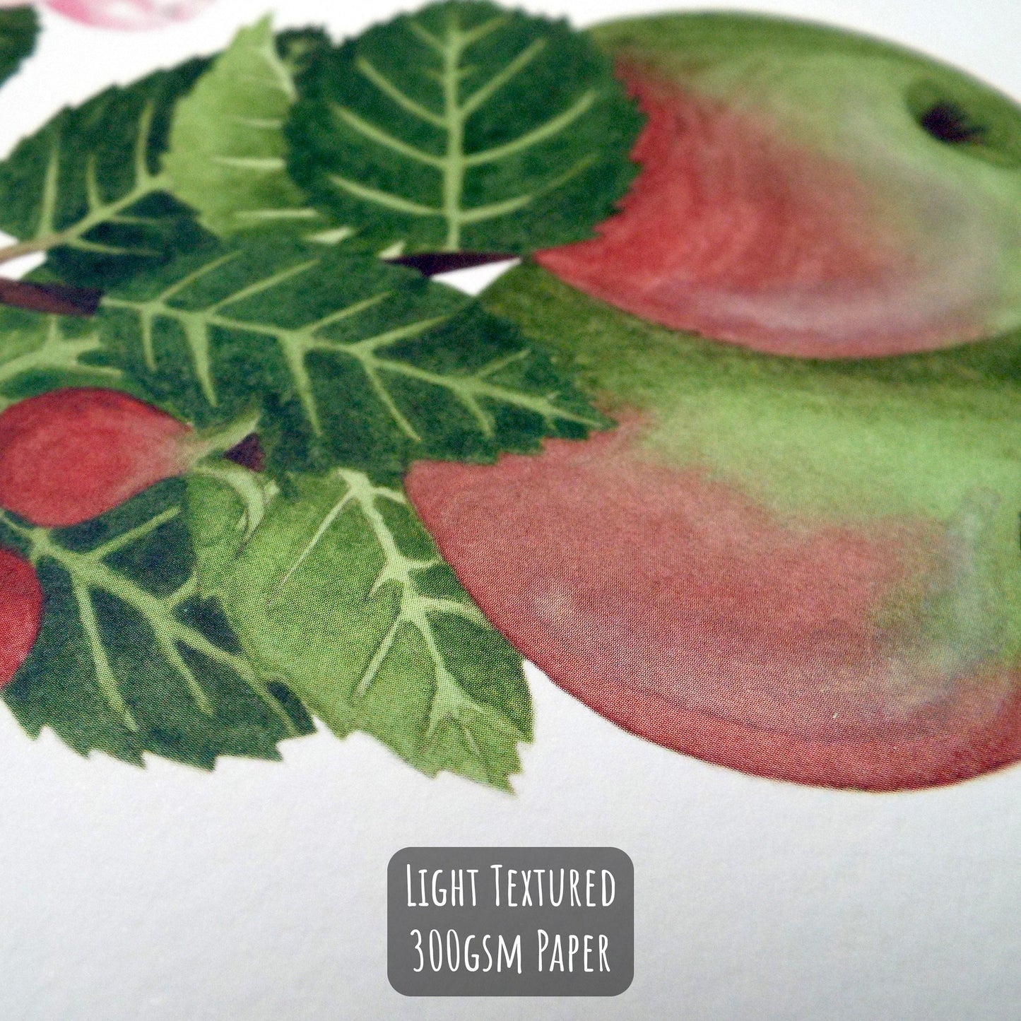 an Apple Study Botanical Art Print close up showing the texture of the paper and details of the art print.