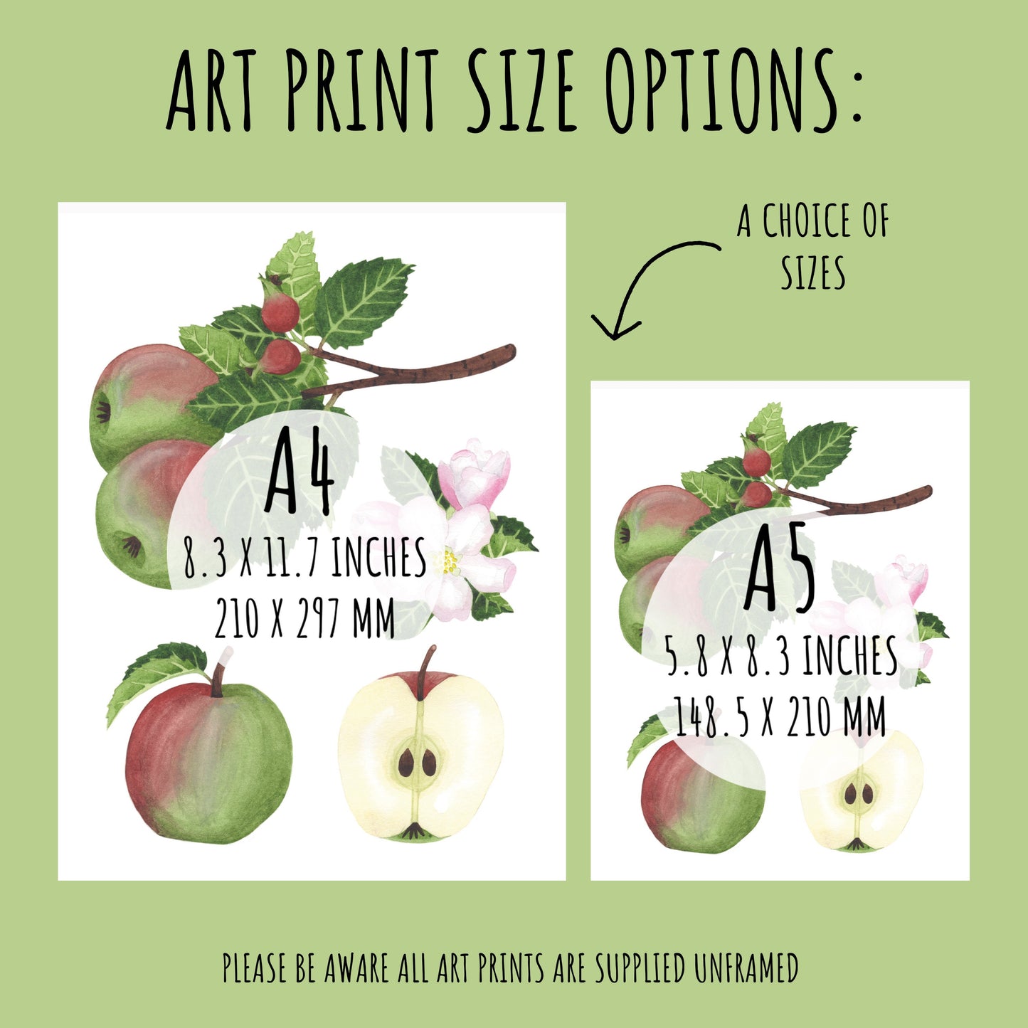 showing the size of the Apple Study Botanical Art Print. A4 (210 x 297 mm) & A5 (148.5 x 210mm)