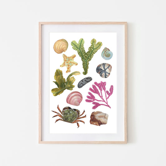 A framed art print featuring a variety of beach and rock pool life including seaweed, shells, and crabs. (framed not include with print)