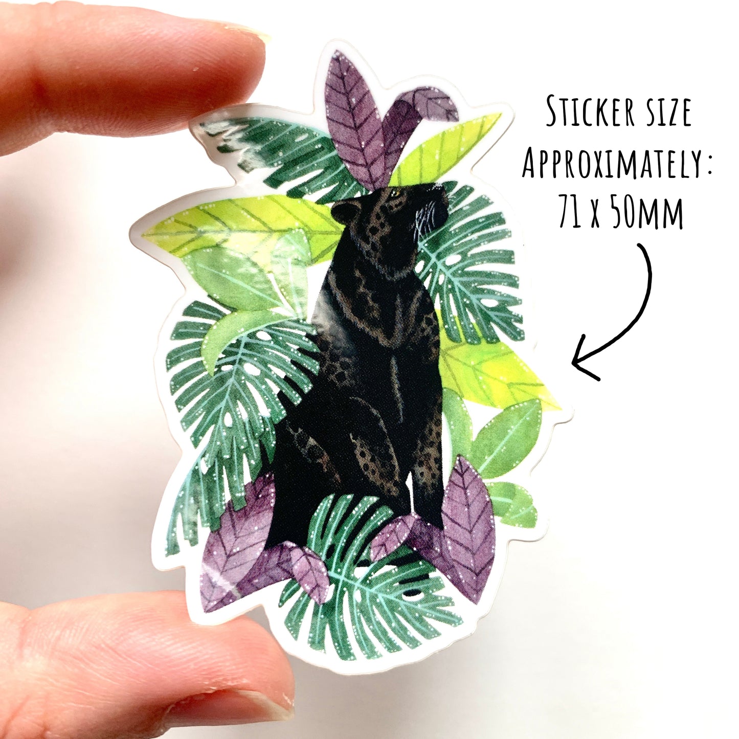 Sticker of a panther surrounded by tropical leaves held by a hand, with text indicating size. 71 x 50mm