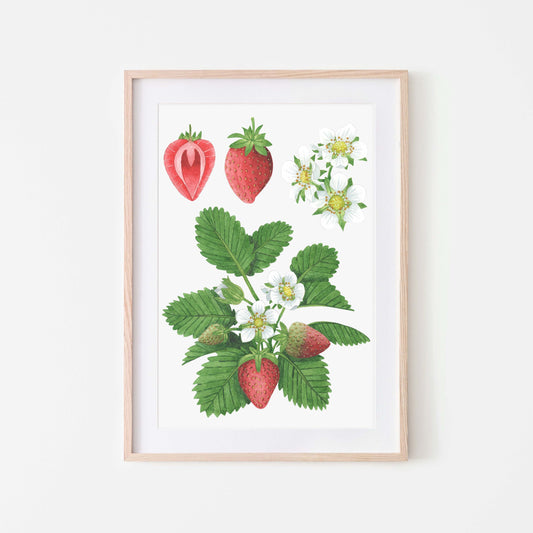 A framed art print featuring botanical illustration of strawberries, including the fruit, flowers, and leaves on a white background.