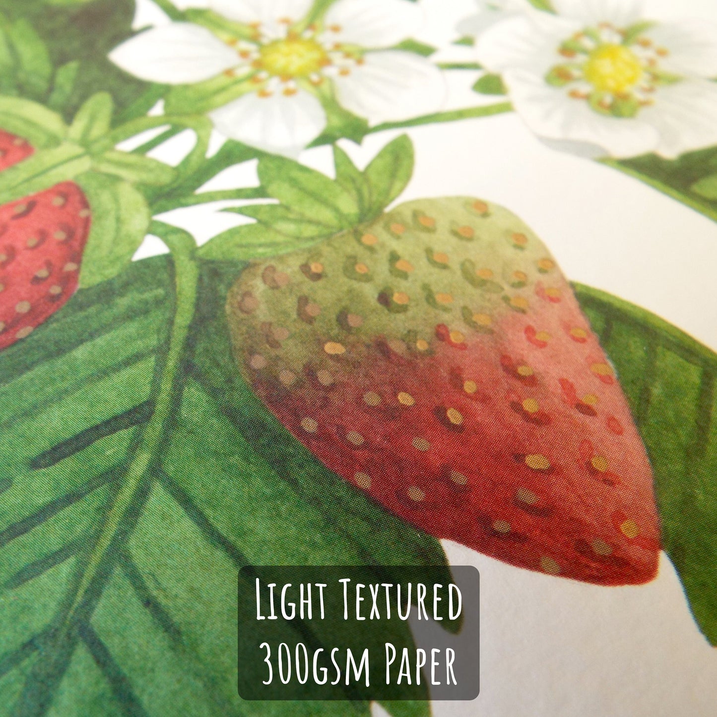 Botanical Strawberry Art Print close up showing the details and textures of the illustration and paper stock.