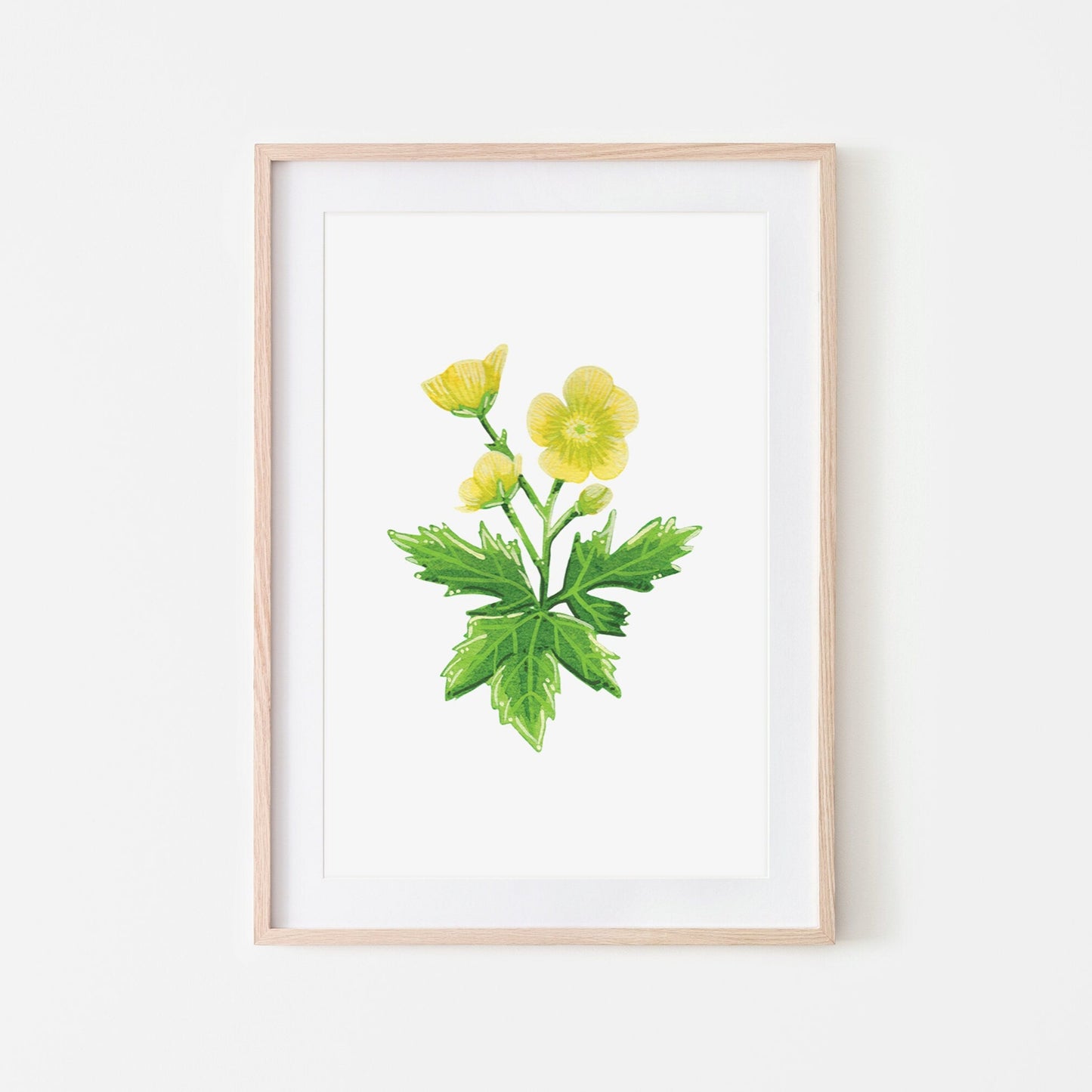 A hand-painted bright yellow buttercup flower watercolour  and gouache illustration mounted on a white picture mount, framed in a light wooden frame. (frame not included in purchase)
