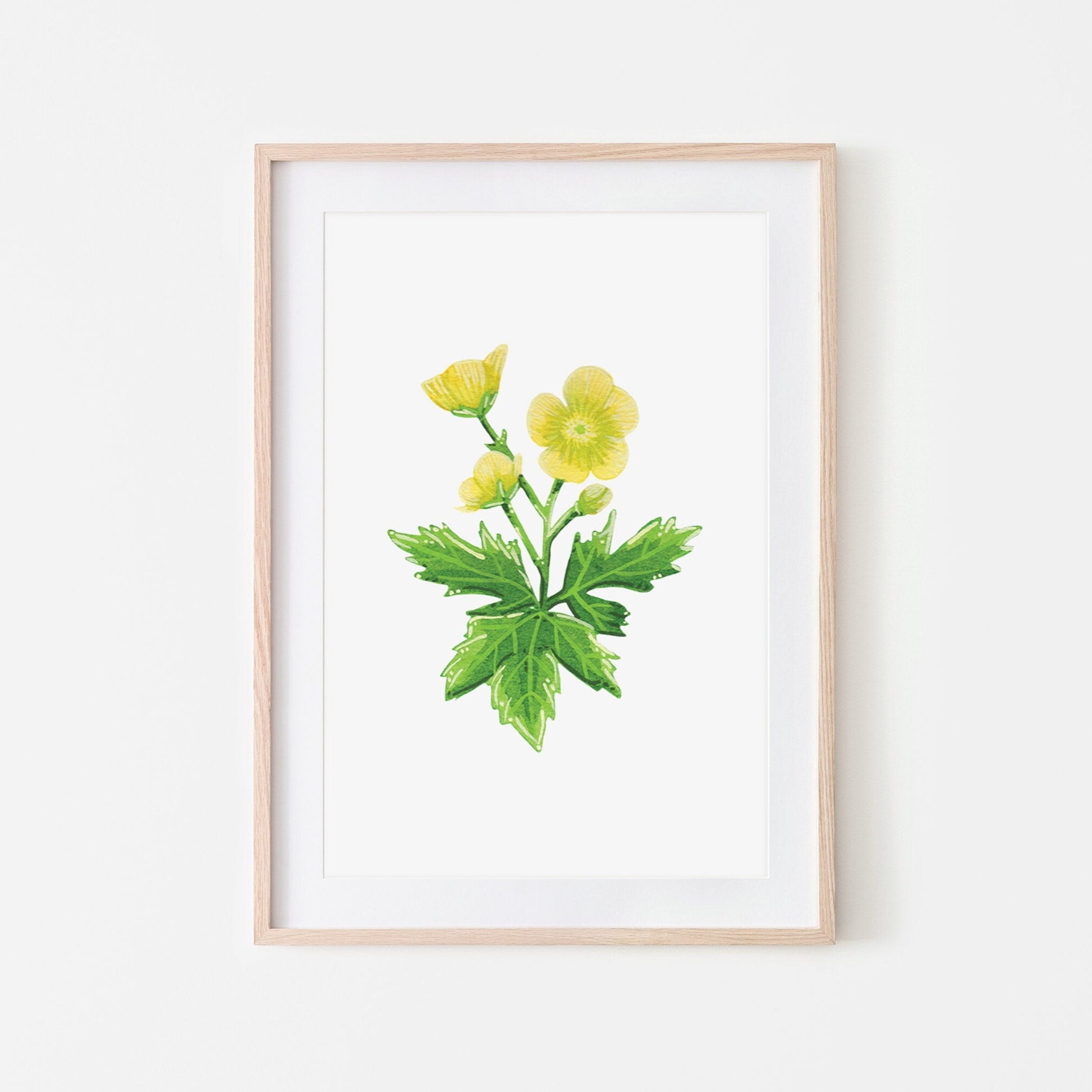 A hand-painted bright yellow buttercup flower watercolour  and gouache illustration mounted on a white picture mount, framed in a light wooden frame. (frame not included in purchase)
