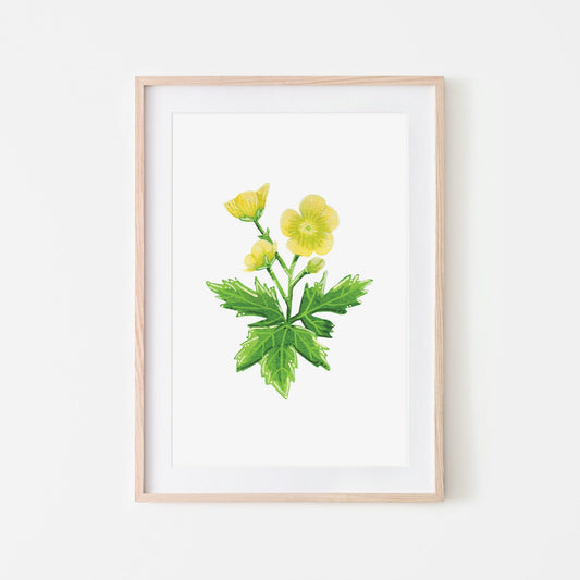 A hand-painted bright yellow buttercup flower watercolour  and gouache illustration mounted on a white picture mount, framed in a light wooden frame. (frame not included in purchase)