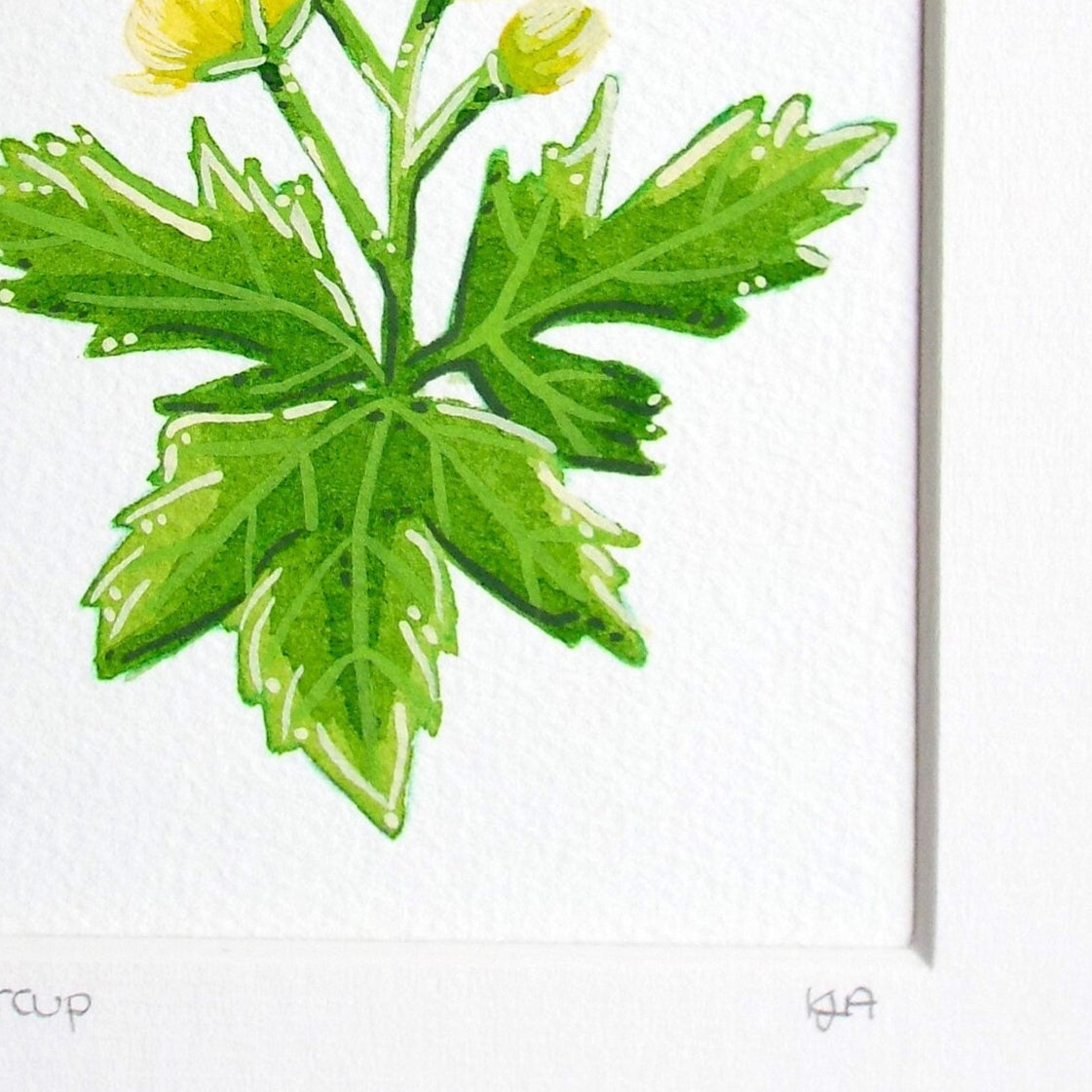 close up of the buttercup flower painting show the details and textures of the green leaves.