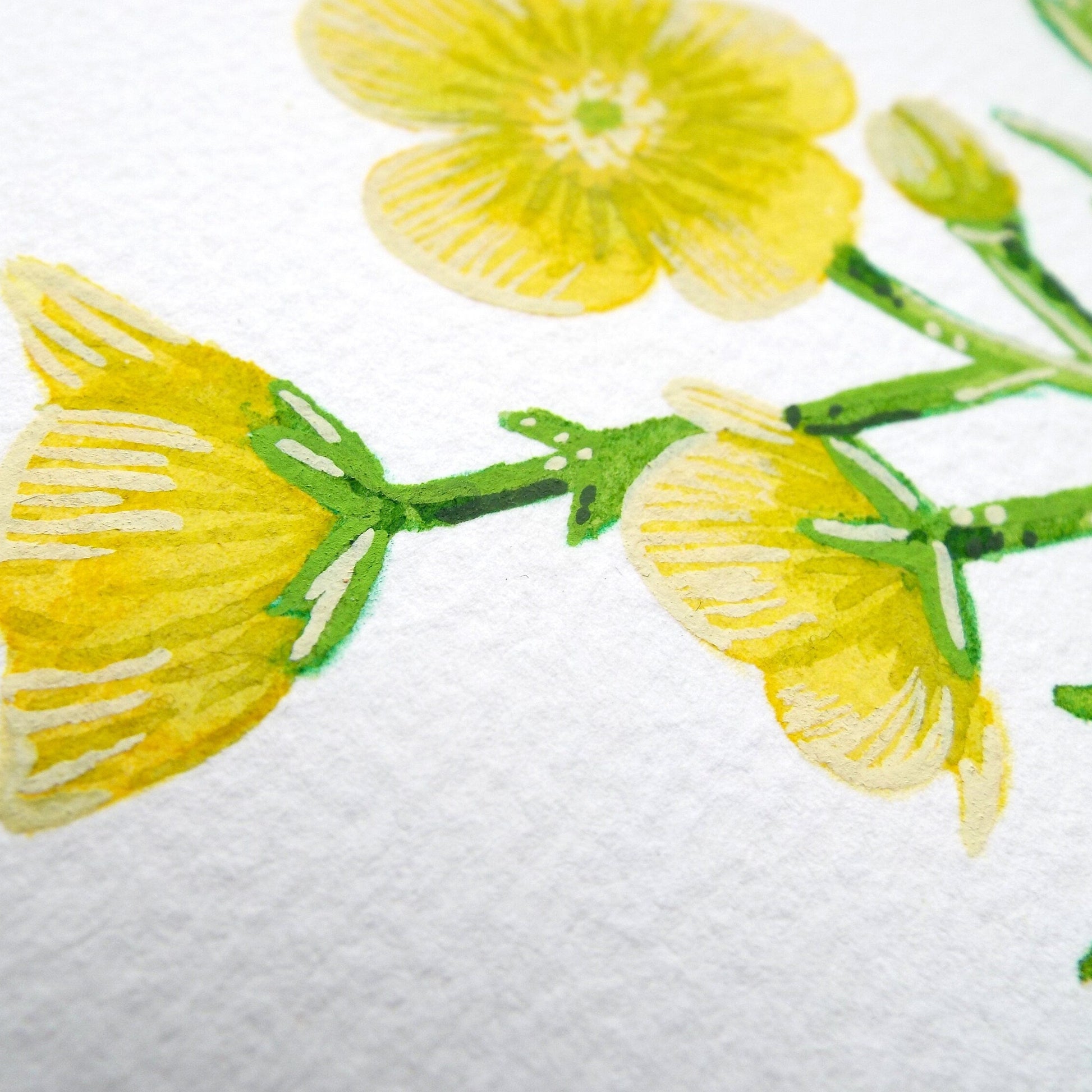 close up of the buttercup flower painting showing the details and the textures of the  yellow flowers and green stems.
