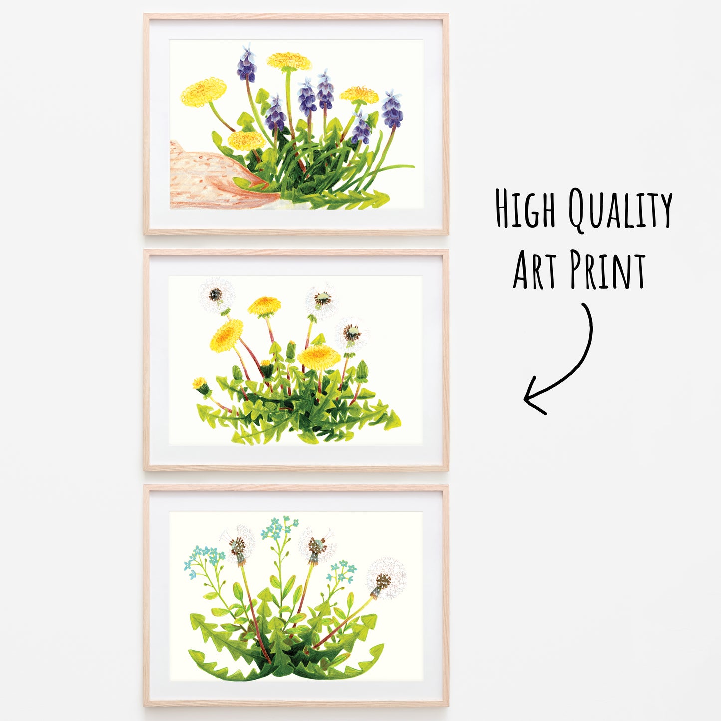 Three dandelion postcards framed in light wood frames on a white background.
