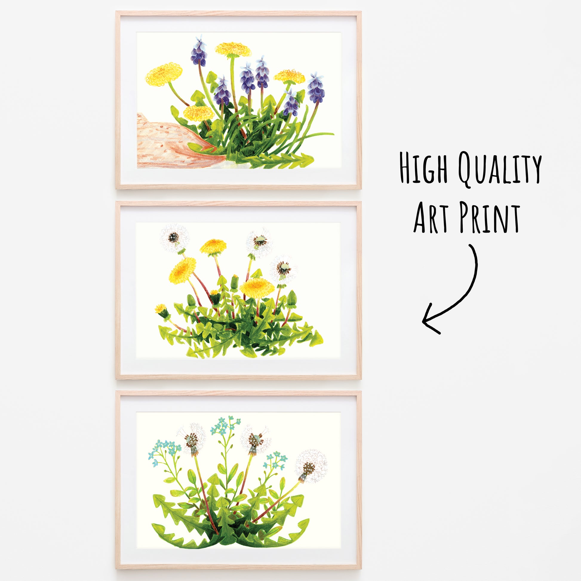 Three dandelion postcards framed in light wood frames on a white background.