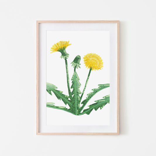 Framed artwork of two yellow dandelions flowers with stems and leaves on a white paper background.