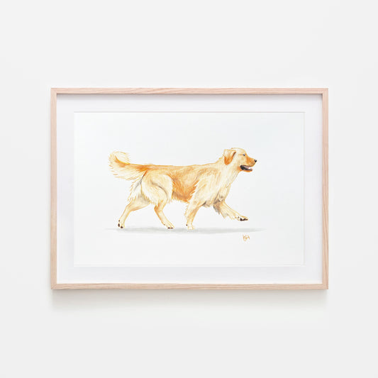 Hand-drawn and hand-painted illustration of a golden retriever in a running position on a white background, framed in a light wooden frame.