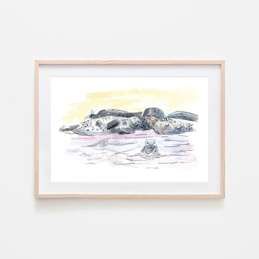 A framed art print depicting a group of grey seals resting on a beach, with watercolour and wax pastel techniques.