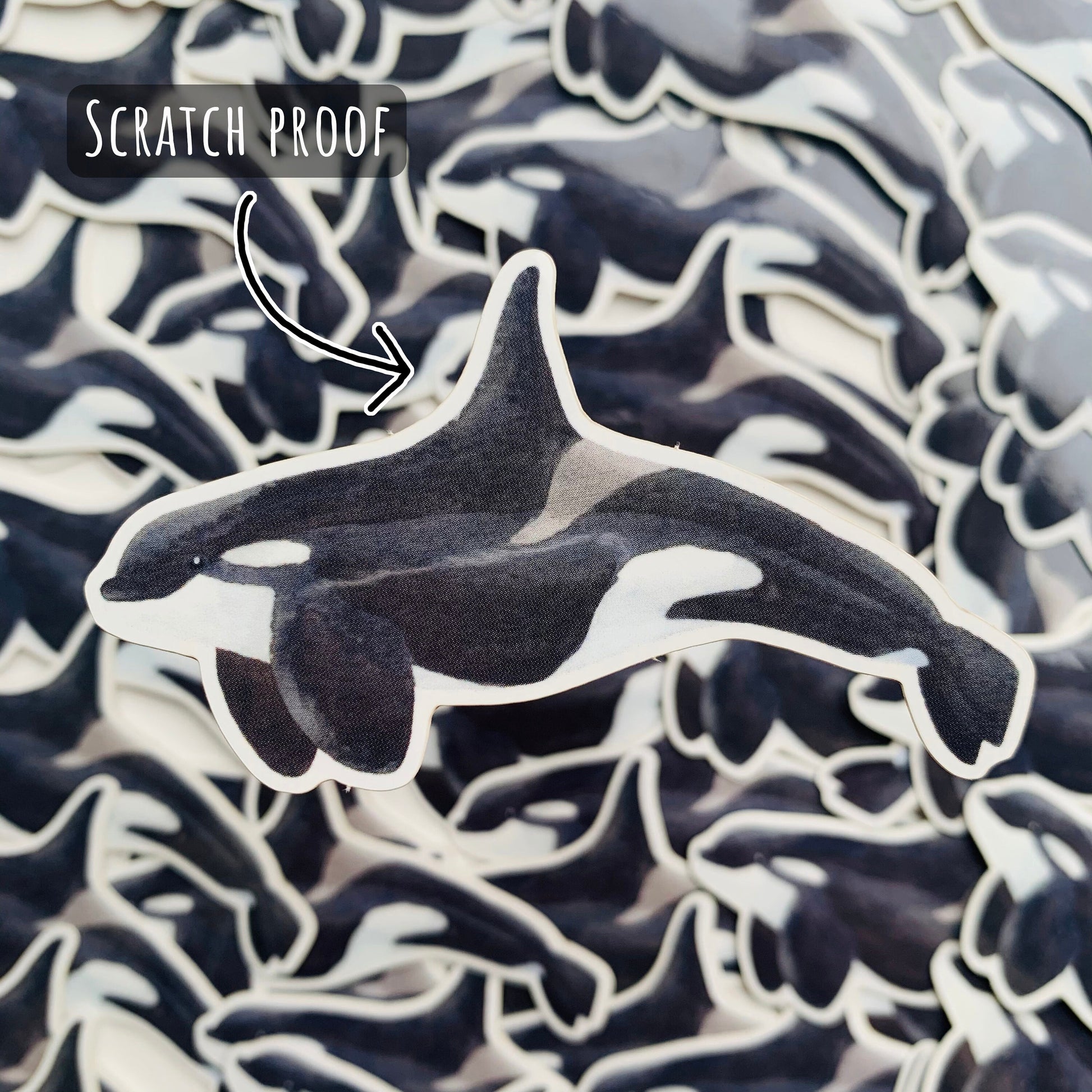 Orca Whale Sticker with. background of out of focus Orca Whale Stickers with the text scratch proof.