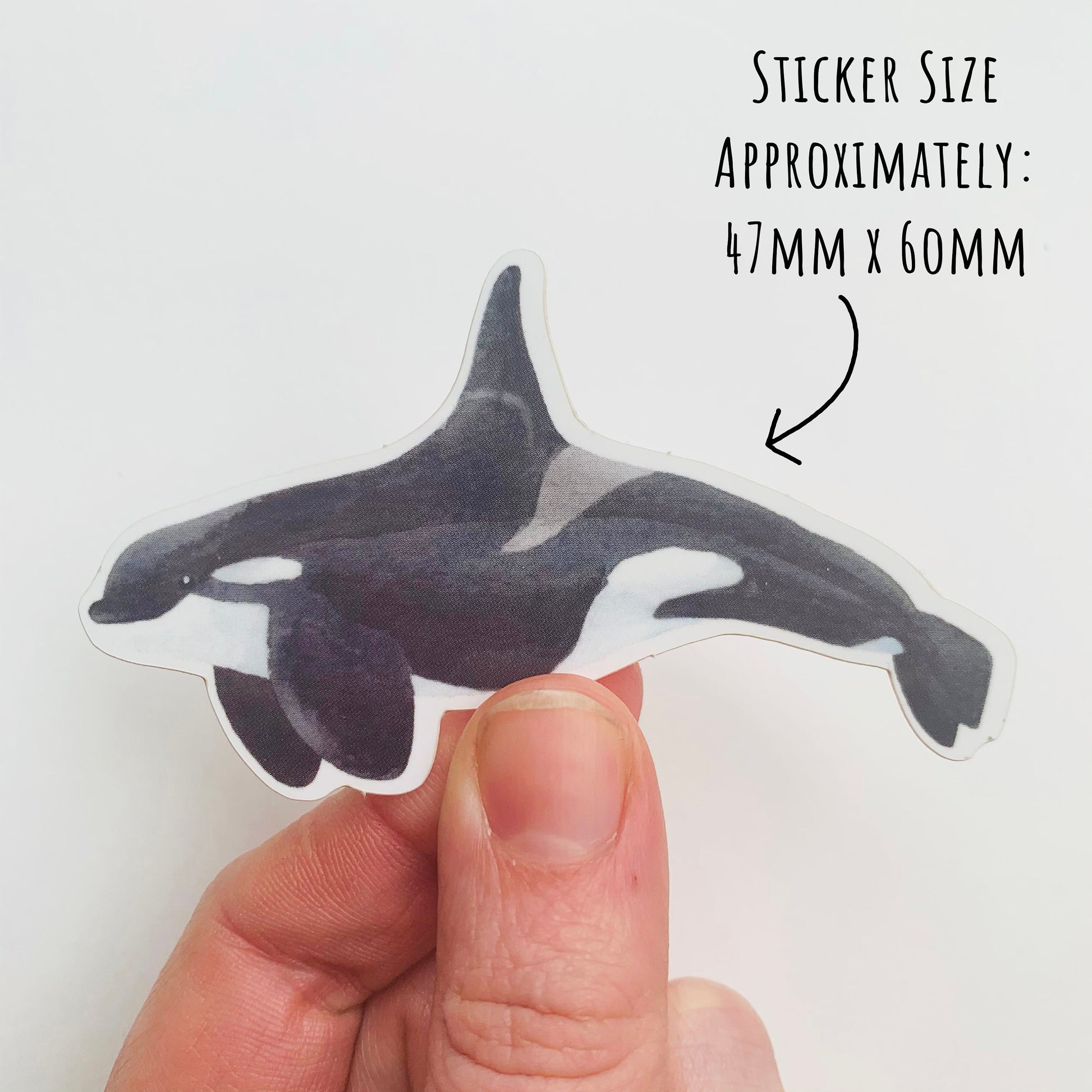 showing the size Orca Whale Sticker 47mm x 60mm.