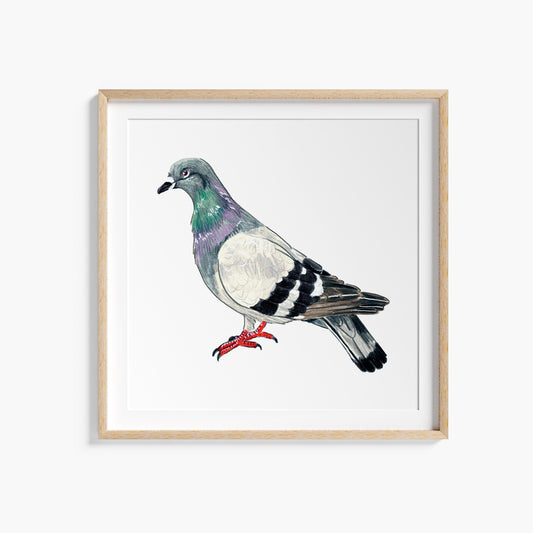 A square art print of a colorful pigeon with a watercolor paper texture, framed in a light wooden frame.
