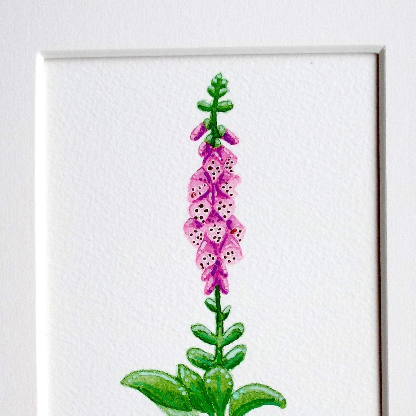 Delicate hand painted pink foxglove wildflower illustration close up showing the details of the painting