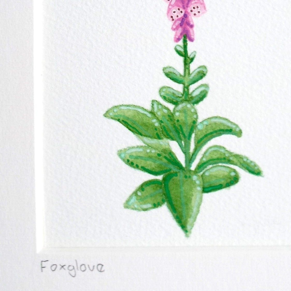 Illustration of a foxglove plant with a pink flower on a white background showing a close up of the painting