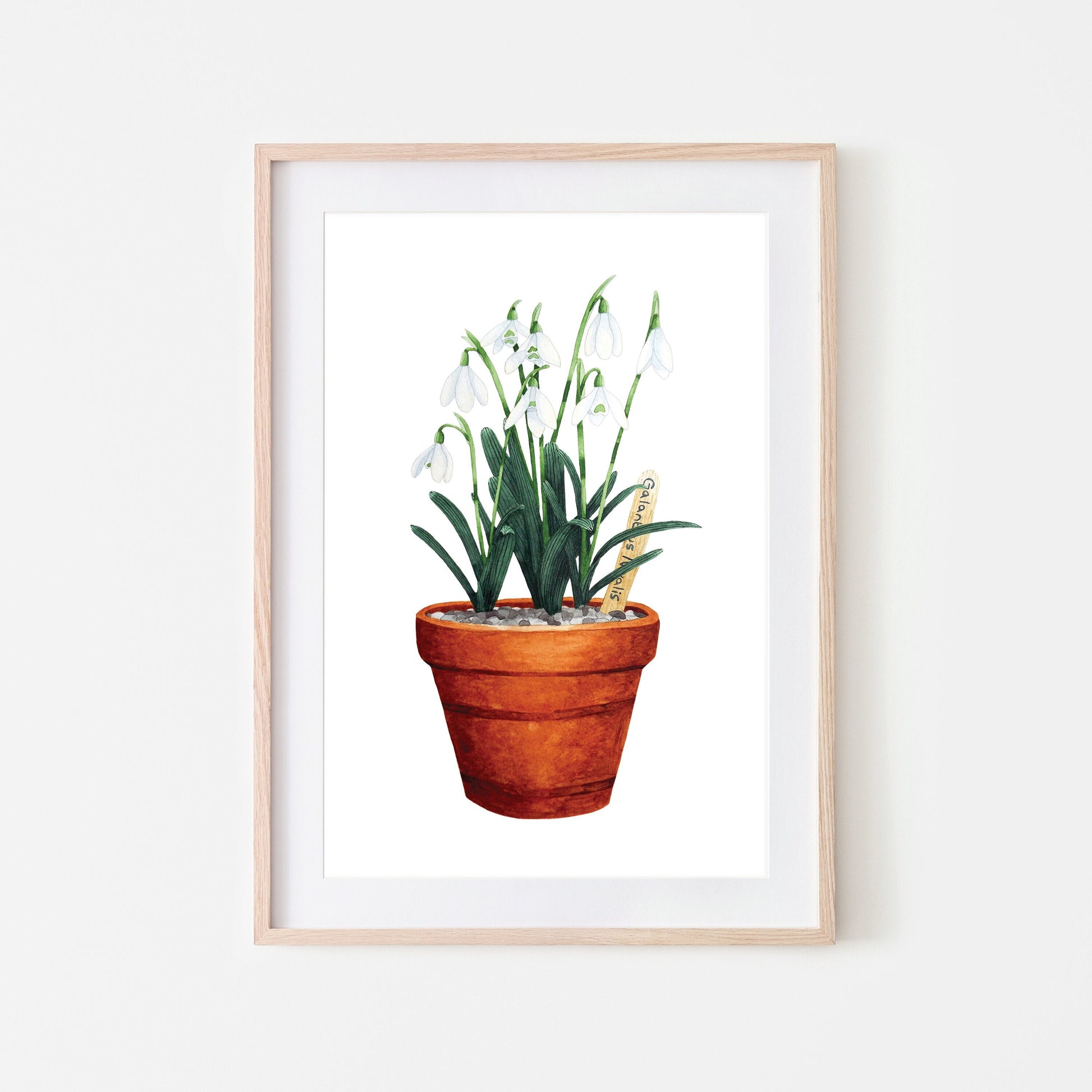 A framed art print of snowdrop flowers in a terracotta pot.