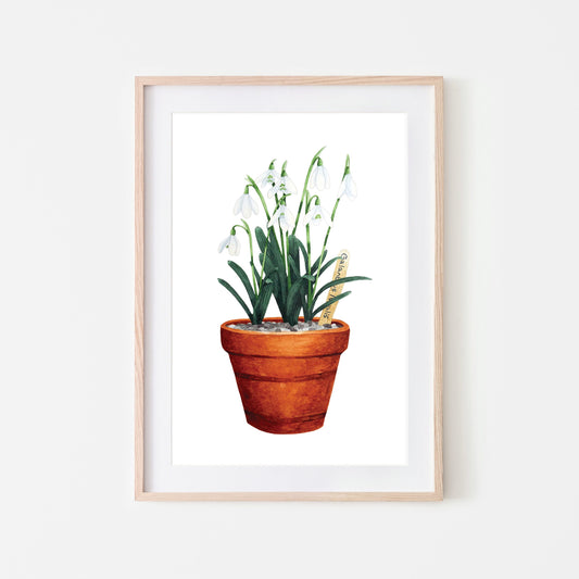 A framed art print of snowdrop flowers in a terracotta pot.