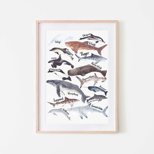 An art print featuring watercolor illustrations of various sharks, dolphins, and whales with their names labeled next to them, displayed in a wooden frame.