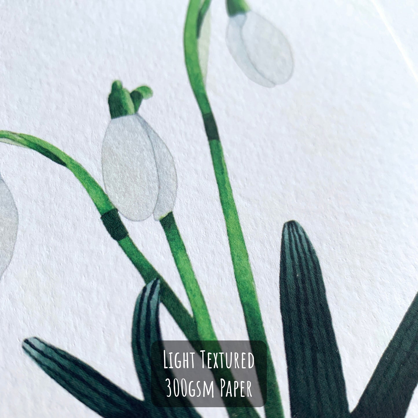 Snowdrop Art Print Set close up showing the details and texture of the illustration and paper stock.