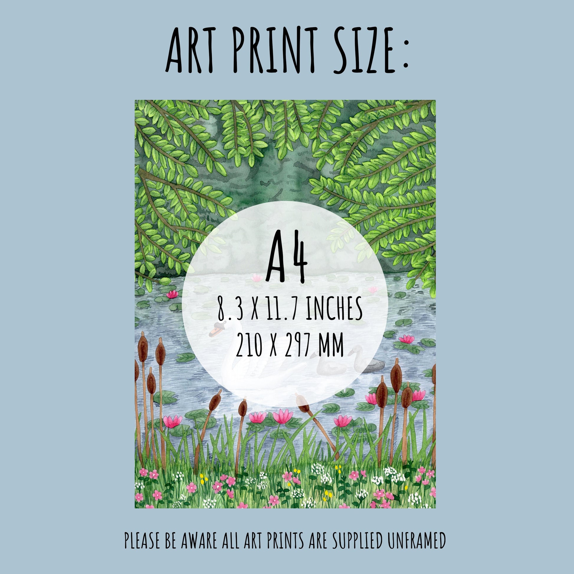showing the size of the Swan and Cygnet Art Print which is A4 (210 x 297 mm)
