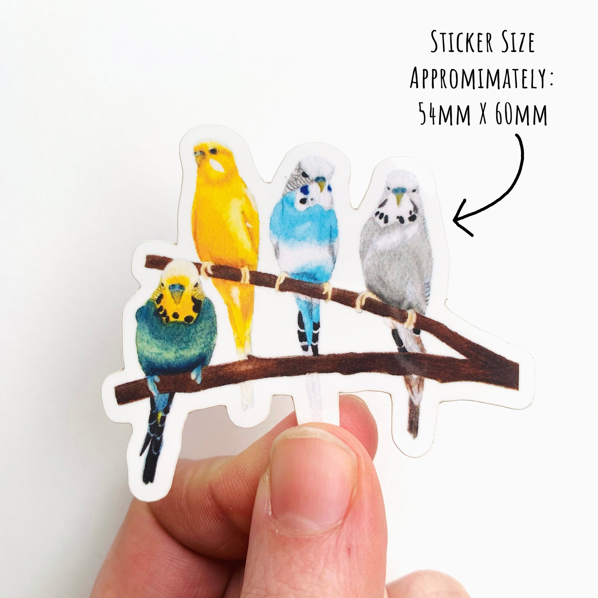 showing the size of the Vibrant Budgie Birds sticker which is 54 x 60mm