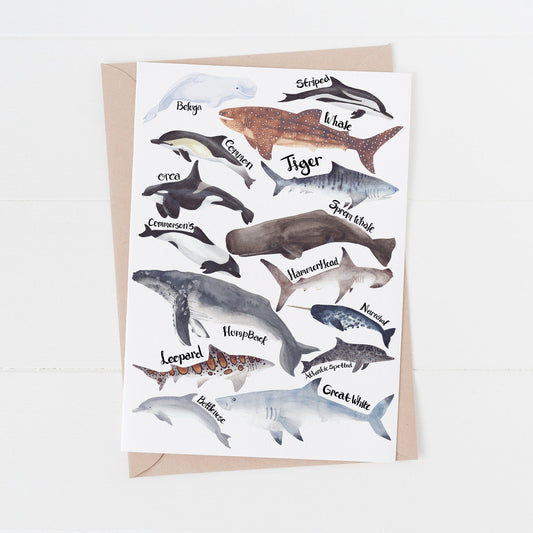 Card with illustrations of various whales and their names on a white background