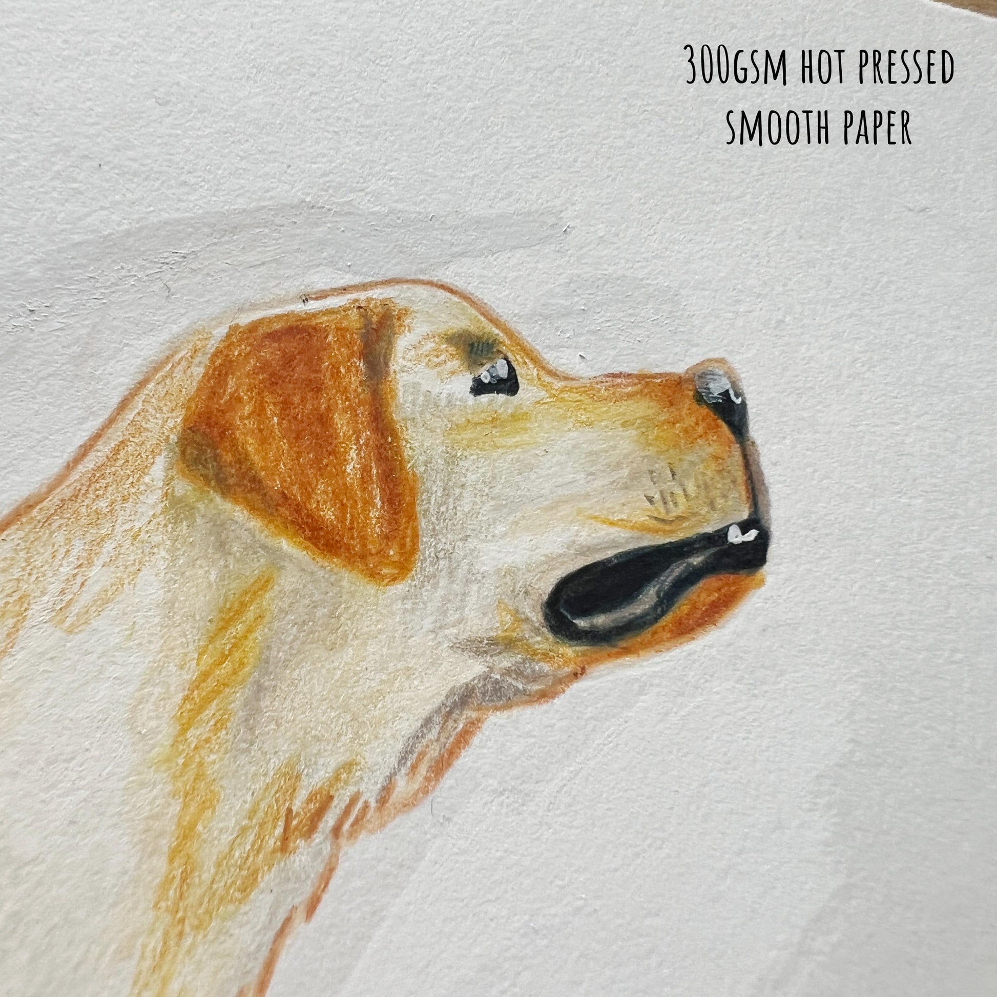 Close-up of yellow labrador illustration on hot-pressed paper