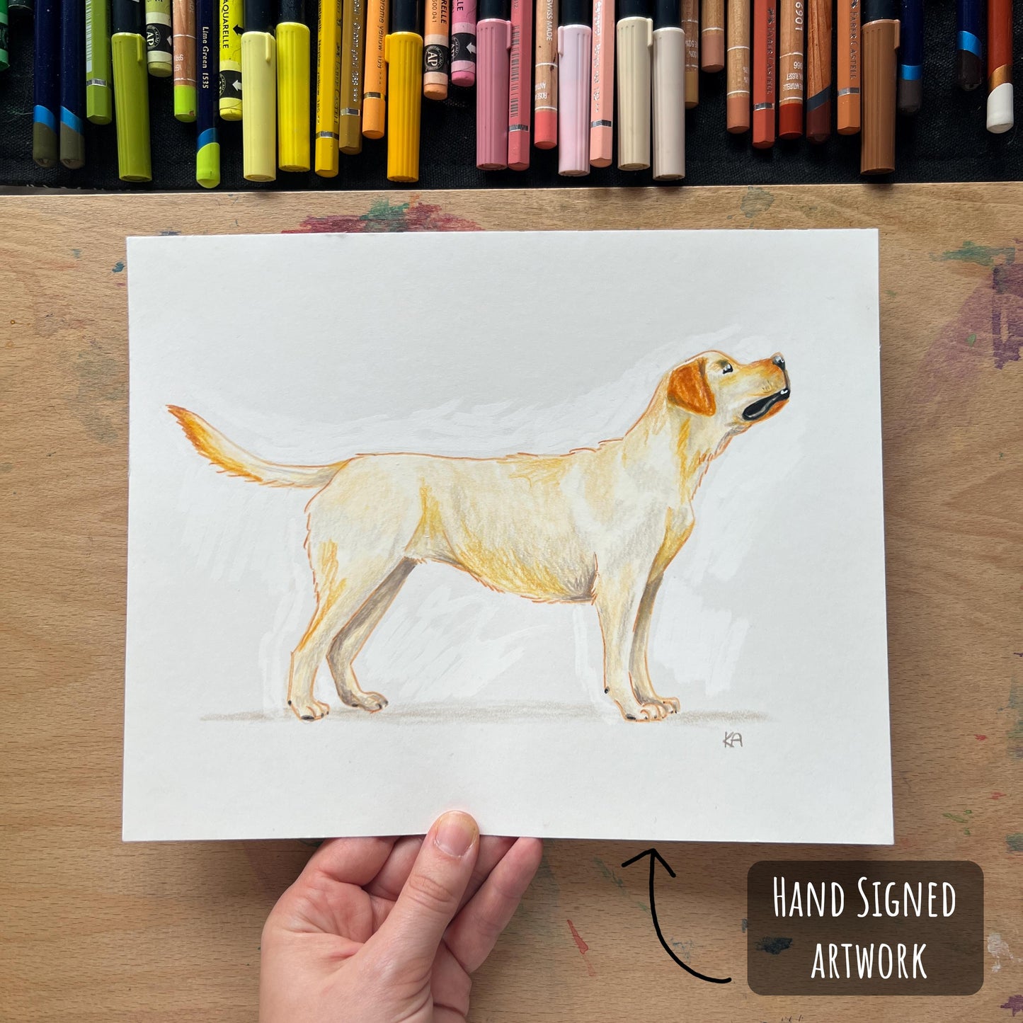 A yellow labrador hand drawn artwork showing the textures and soft yellow, beige colours hand signed