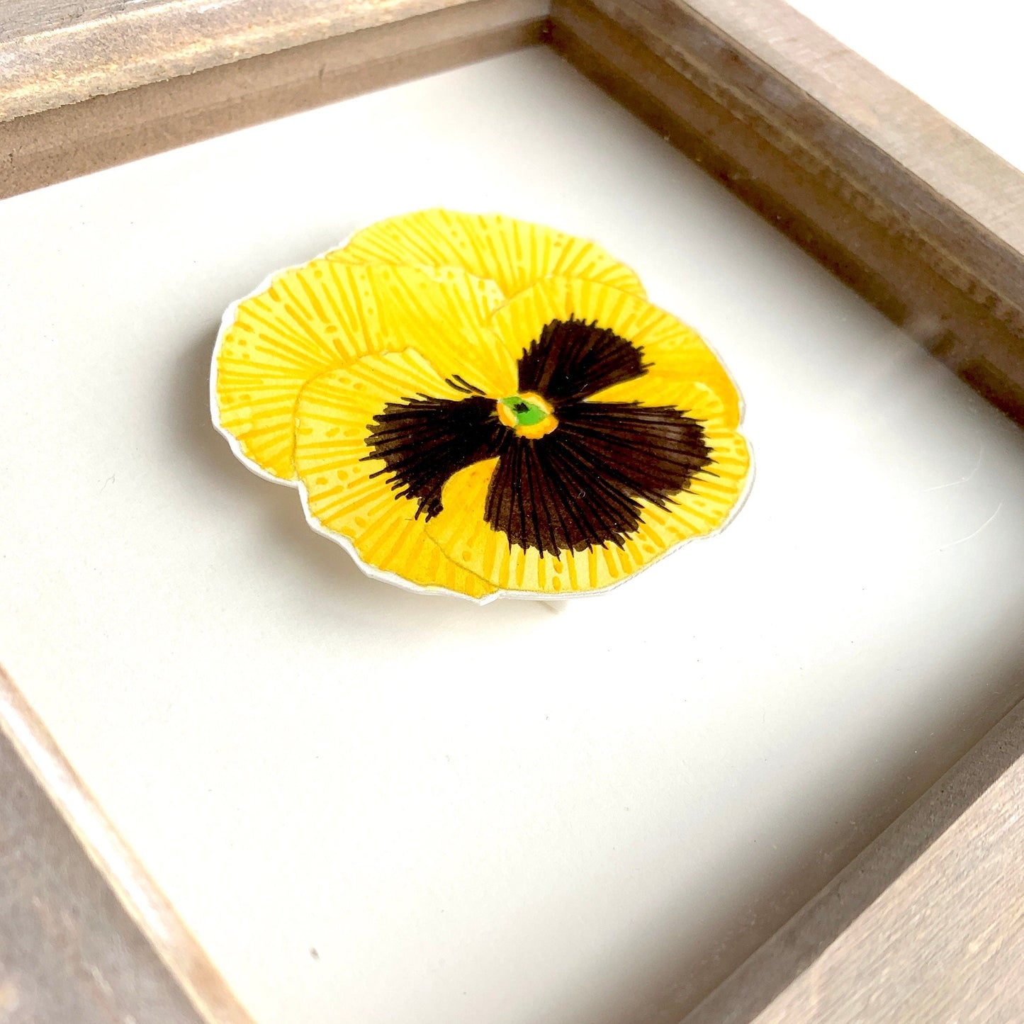 Yellow and black pansy flower in a wooden frame on a white background